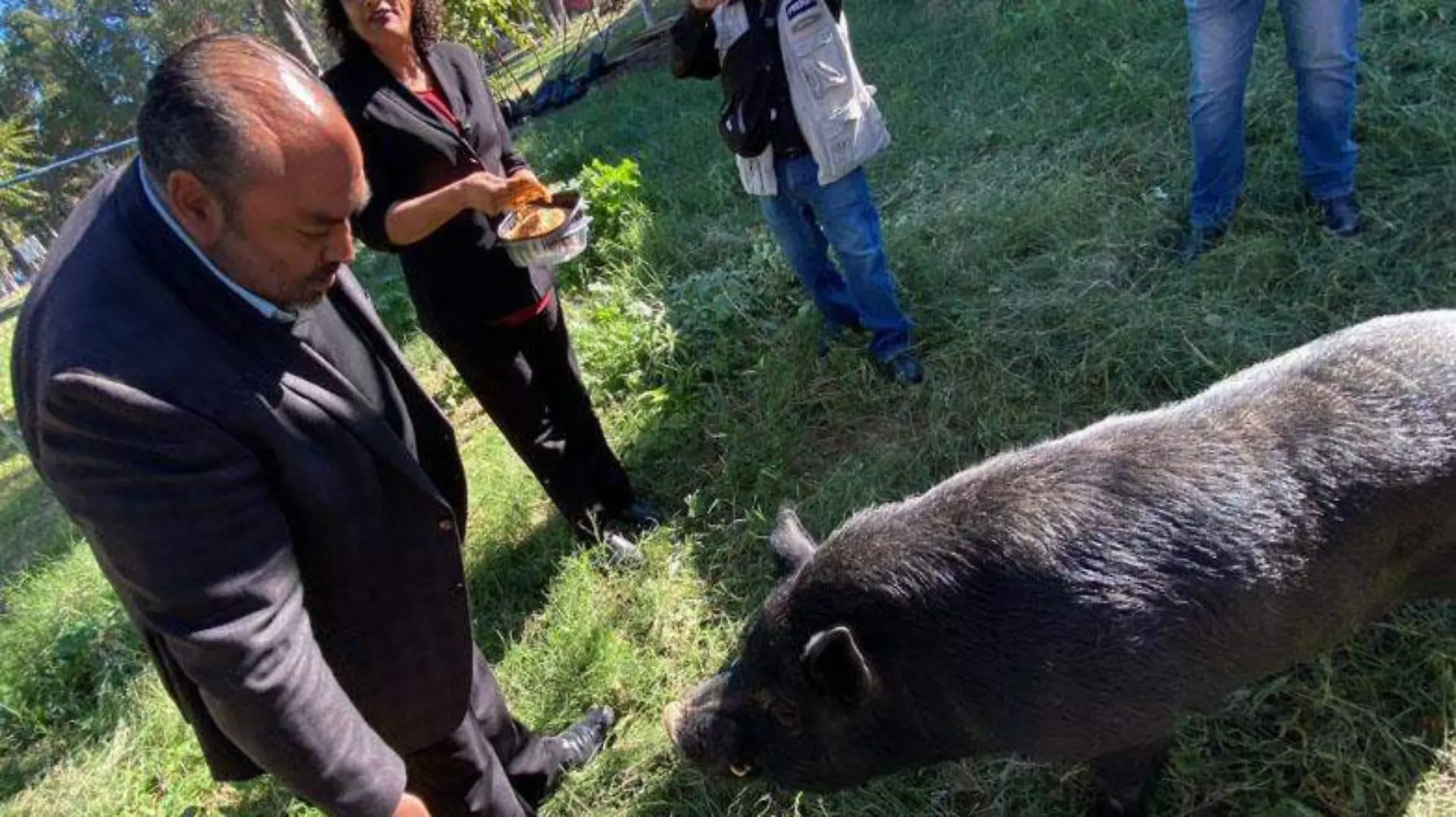 Rescatan a al cerdo Ezequiel